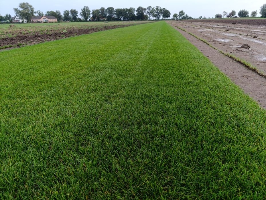 Trawa z rolki/Trawa ogrodowa/Transport