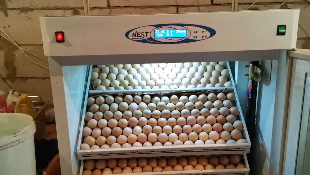 Продаем Инкубатор НЕСТ-500 б/у