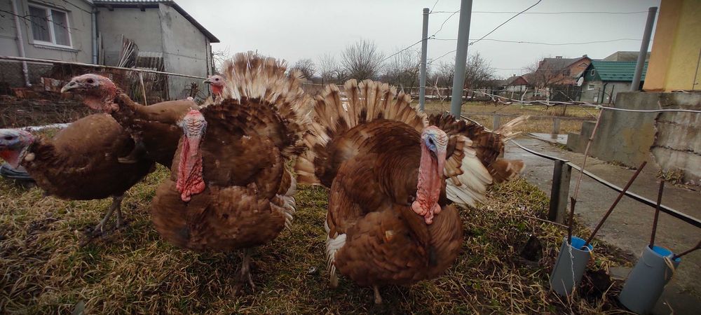 Індики Бурбони 12 місяців