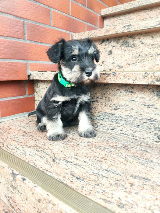 Sznaucer miniaturowy