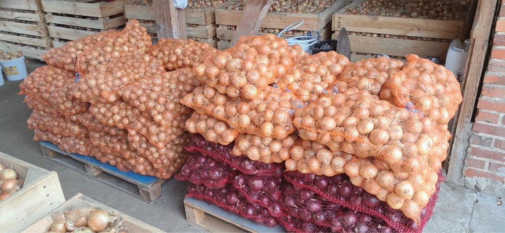 Cebula Prosto z Gospodarstwa