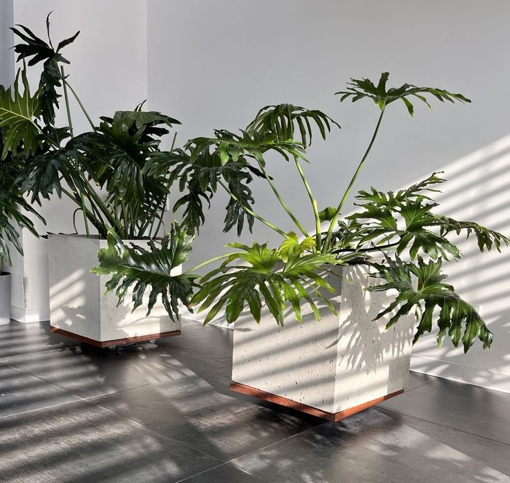 Donice betonowe z betonu architektonicznego