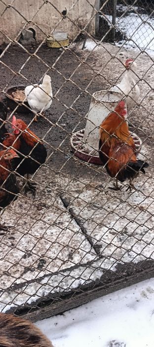 Kogutki zielononóżki