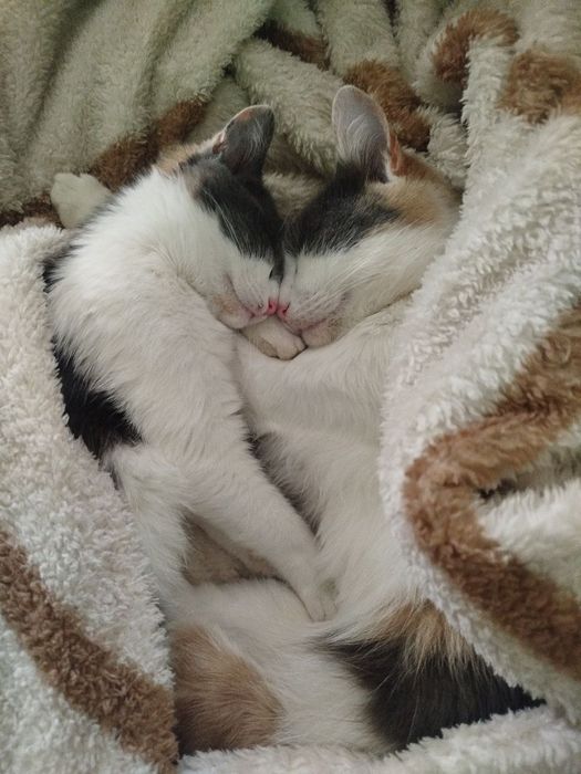 Кицька  Анжелка ( 4 місяці)