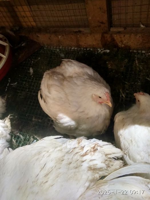 продам бройлеров
