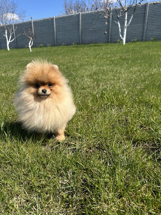 Міні дівчинка померанський шпіц