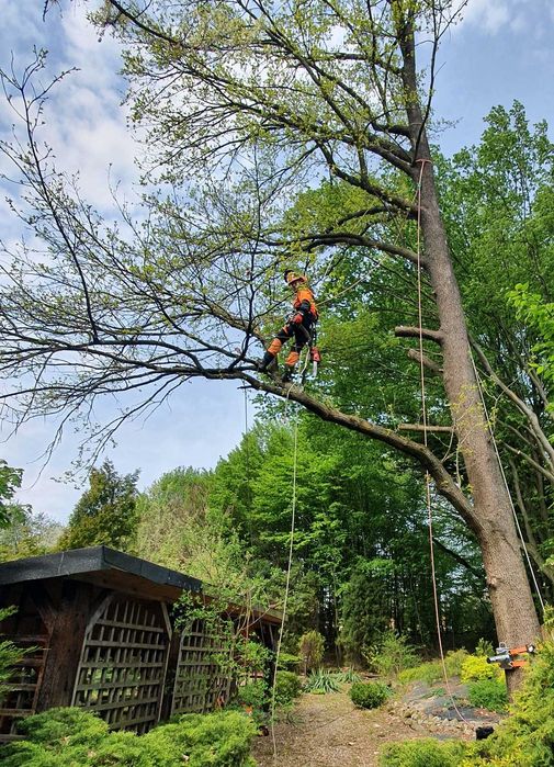Wycinka drzew / Pielęgnacja / Arborystyka - Lublin / woj. lubleskie