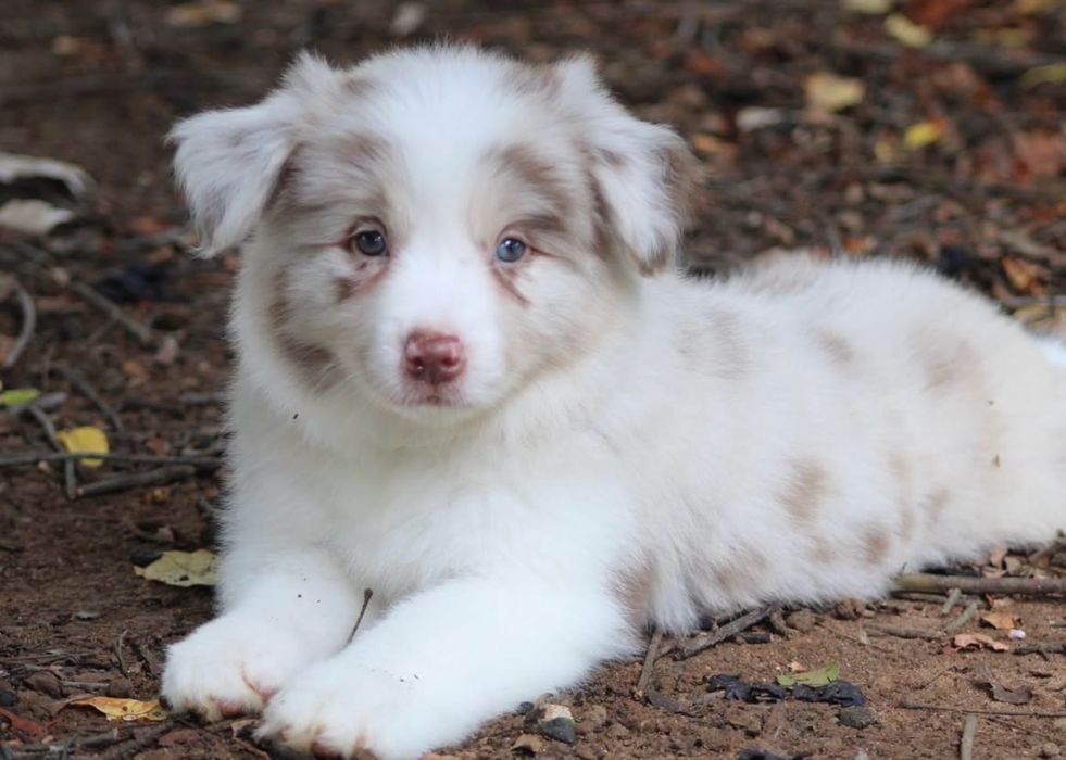 Border collie choco merle