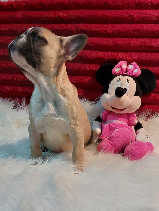 Bulldog francês menina