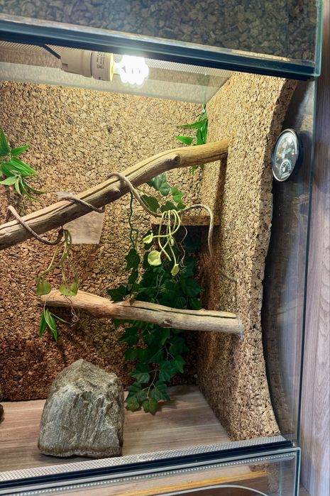 Terrarium kameleon i inne