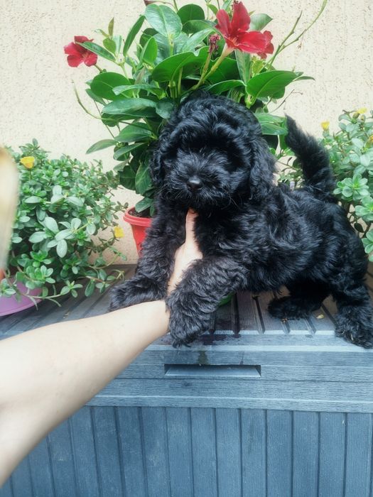 Czarna suczką Maltipoo