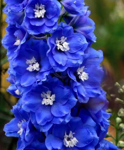 Kolekcjonerskie nasiona warzyw I kwiatów