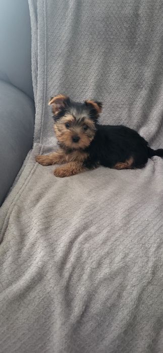 Piesek rasy yorkshire terrier