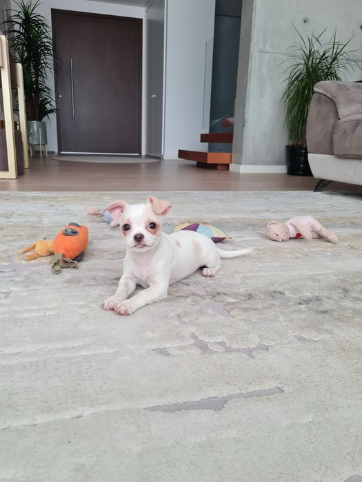 Excelente mini menino Chihuahua/Chiuaua Linhagem Russa de Qualidade