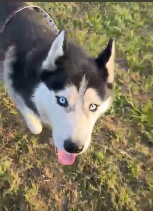 Lola w typie Husky szuka domu