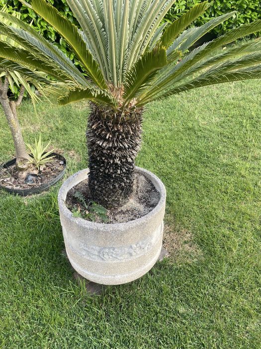 Plantas de jardim adultas em vaso de cimento.