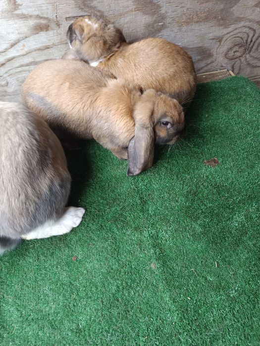 Sprzedam młode barany francuskie