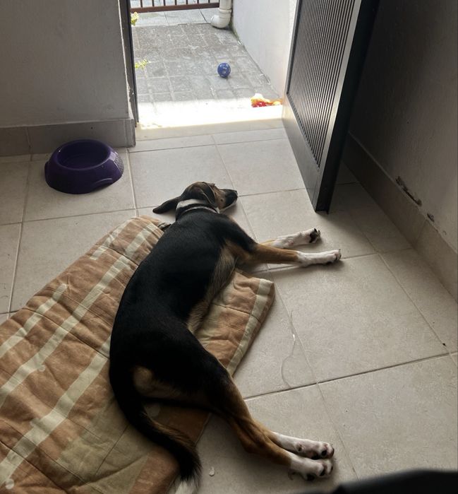 Cadela Doação urgente