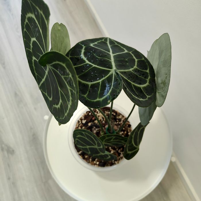 Antúrio clarinervium// planta interior