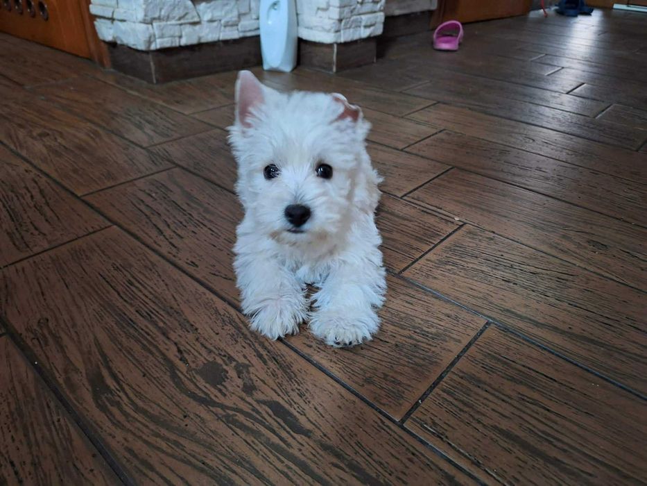 West Highland White Terrier