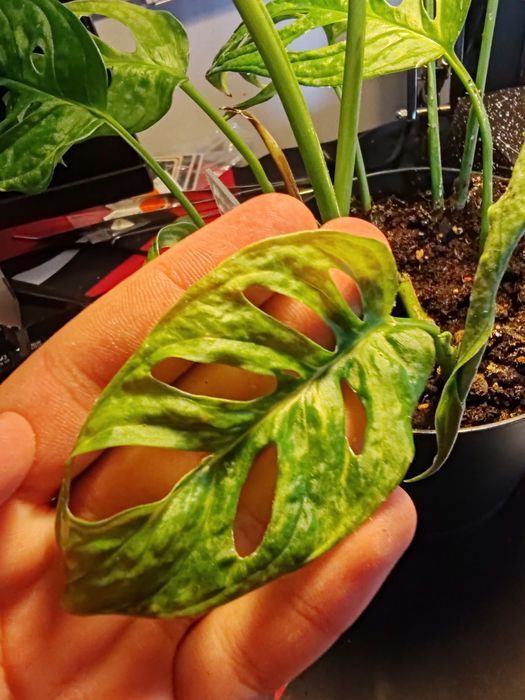 Monstera adansonii spore variegata