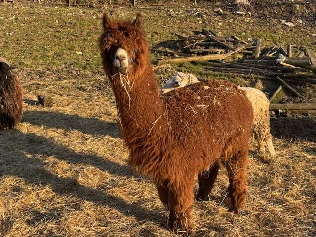 Sprzedam 4 letniego samca alpaki