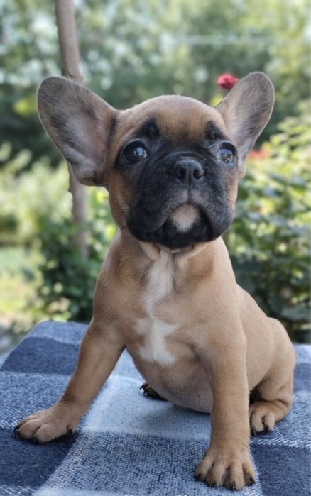 Вязка французского бульдога.