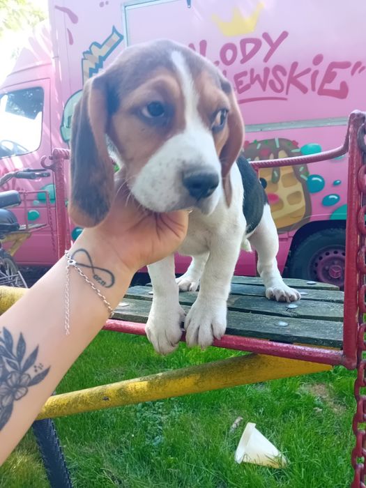 Sprzedam szczeniak Beagle