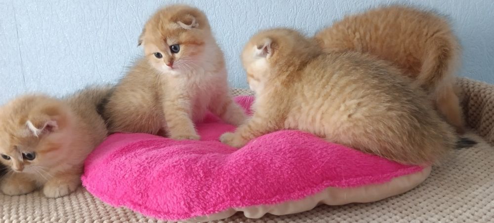 Маленькі тигрюльки