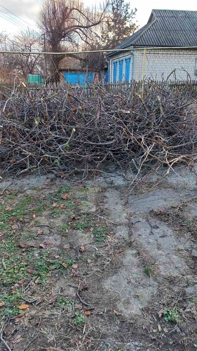 Віддам даром, самовивіз гілки на розтопку