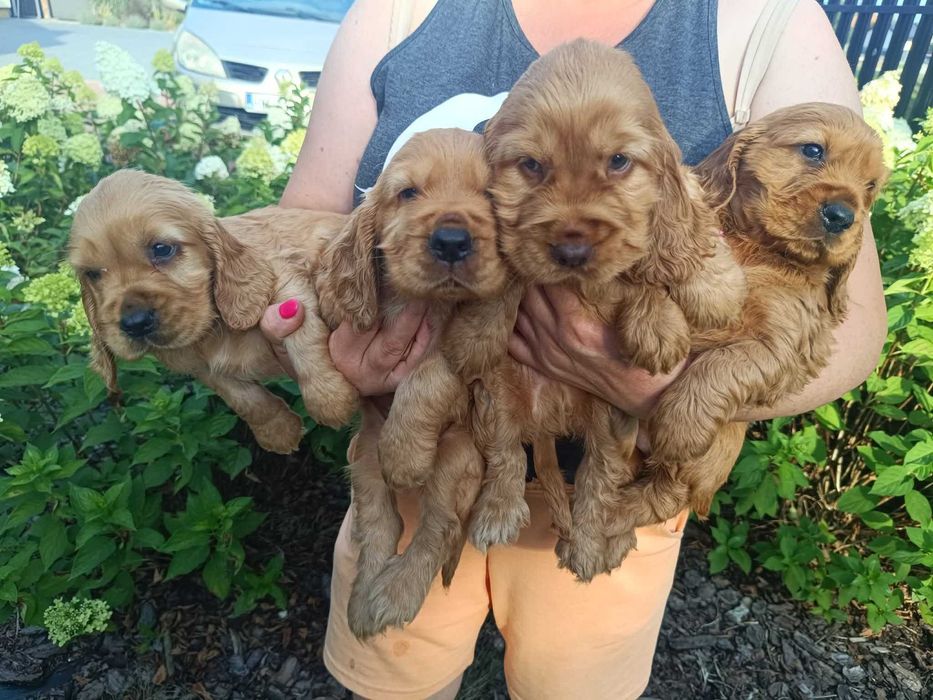 Cocker Spaniel - Gotowy Do Odbioru (Metryka,Szczepienia,Odrobaczone)