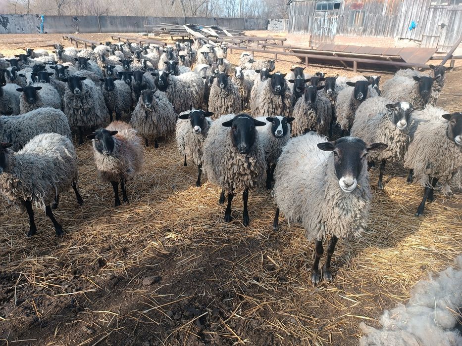 Баранина Романовська