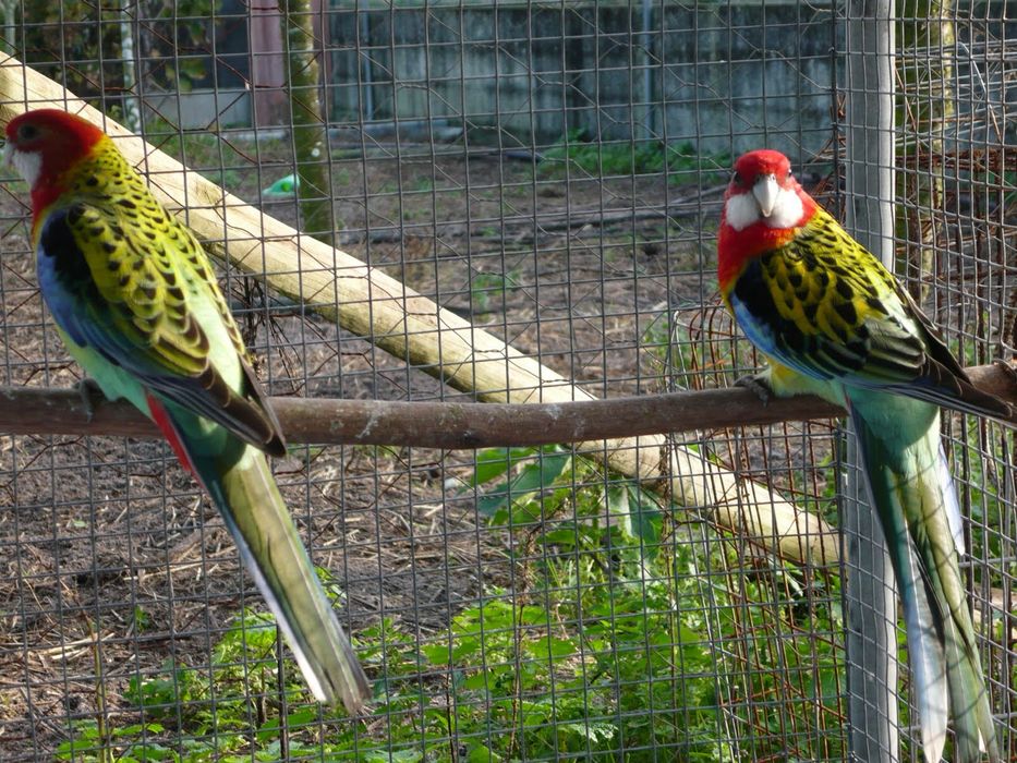 Casal Roselas Eximius