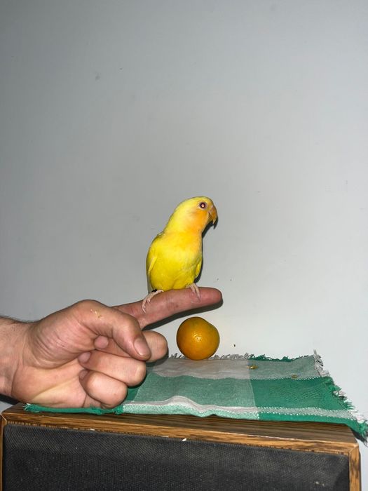 Varias aves dimesticadas  reserve ja!!