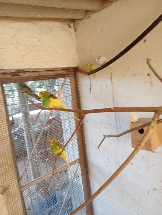 Piriquitos várias cores