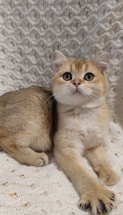 Очаровательный мурлыка золотая шиншилла прямоухие вислоухие котята