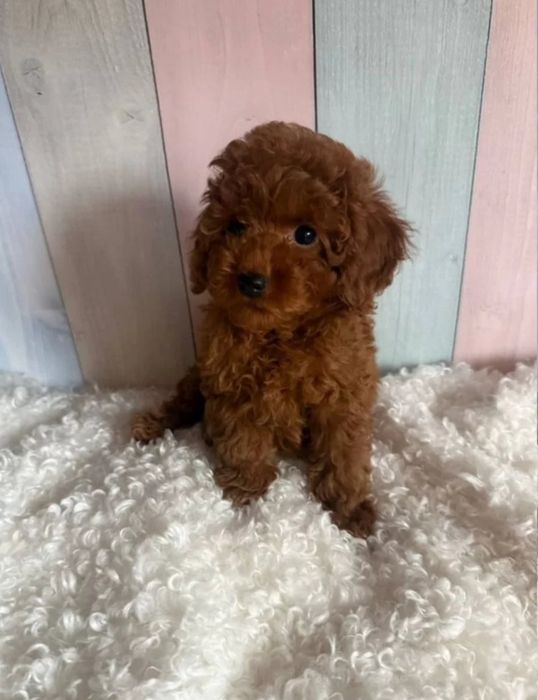 Ред браун темний.малюк той пудель,