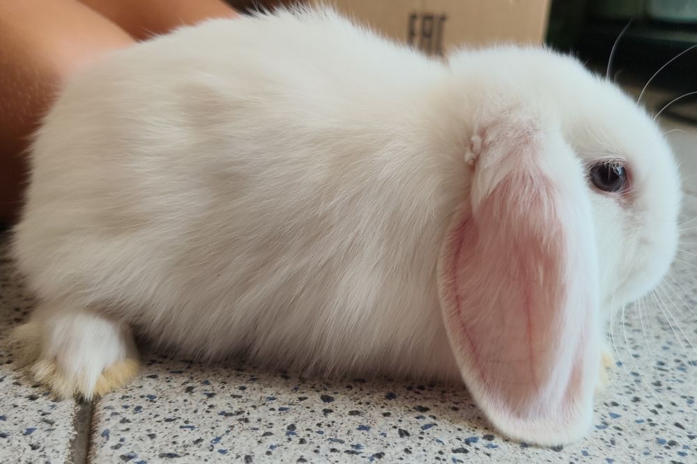 Coelhos belier e mini holandês