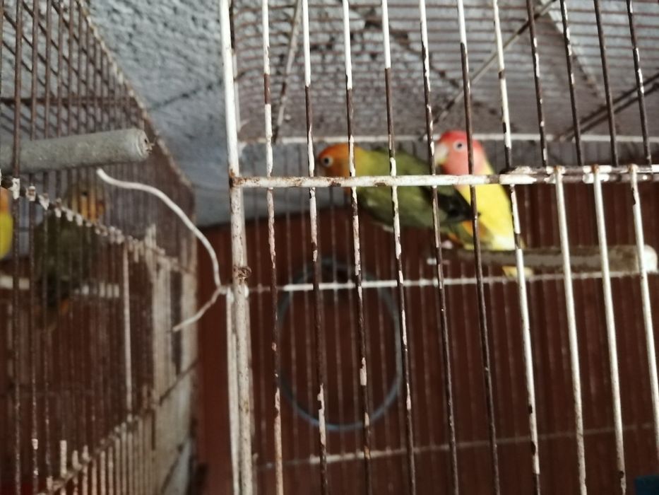Vendo casal de rosicollis