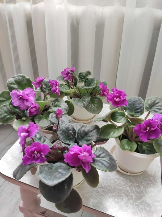 Комнатние цветы- фиалки 4 шт.