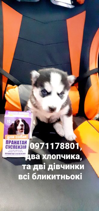 Блакитні очі, чистокровні хаски легендарні