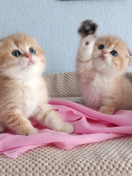 Кому таке красиве чудо