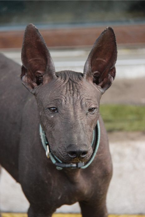 Nagi pies meksykański, xoloitzcuintle standard samiec