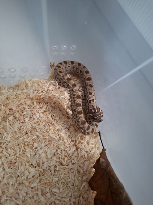 Heterodony Zachodnie, Conda het. albino, samiec i samiczka