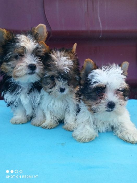 Малыши бивер Йорка.