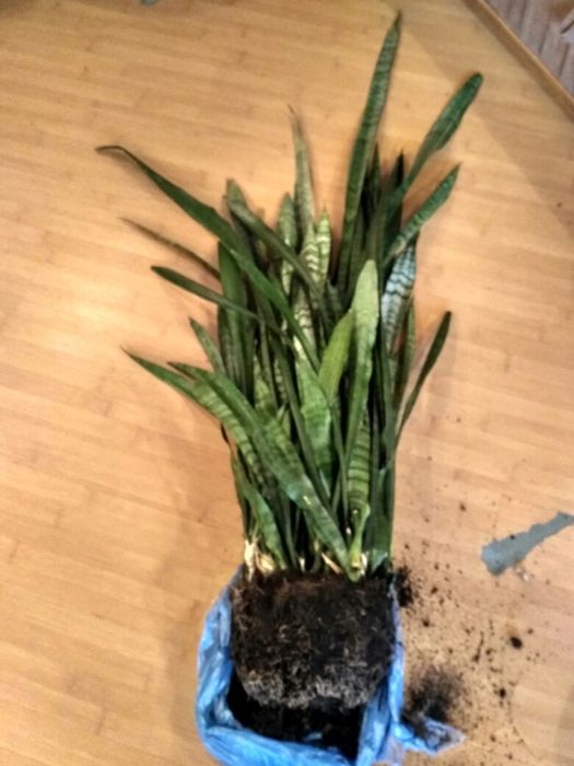 Сансевиерия Трифациата Зейланика