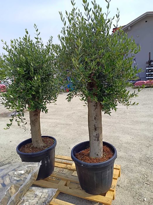 Drzewo drzewko oliwne duże 160-180 cm  Gruby pień ,możliwa wysyłka.