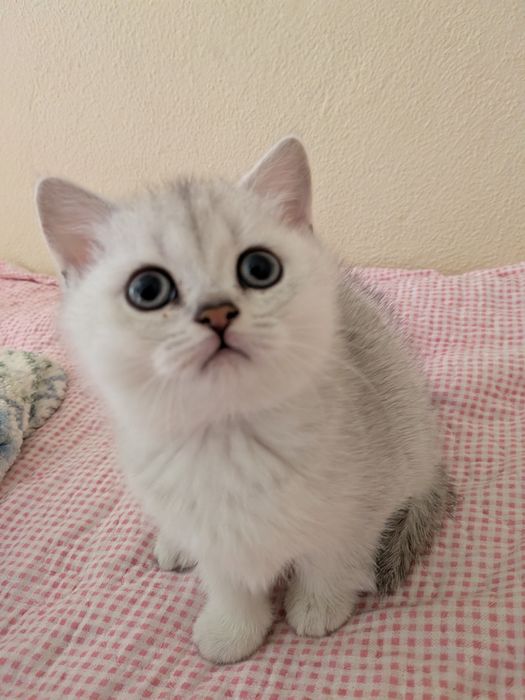 Scottish Straight fêmea