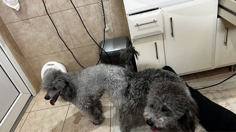 В‘язка Пуделя