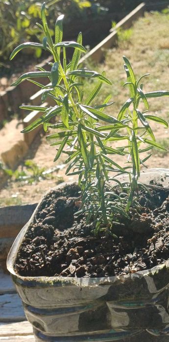 Planta Alecrim Biológico em Vaso
